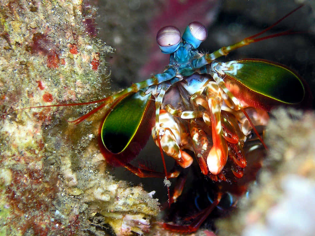 Vibrant Peacock Mantis Shrimp Wallpaper