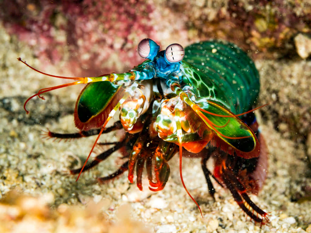 Vibrant Peacock Mantis Shrimp Wallpaper