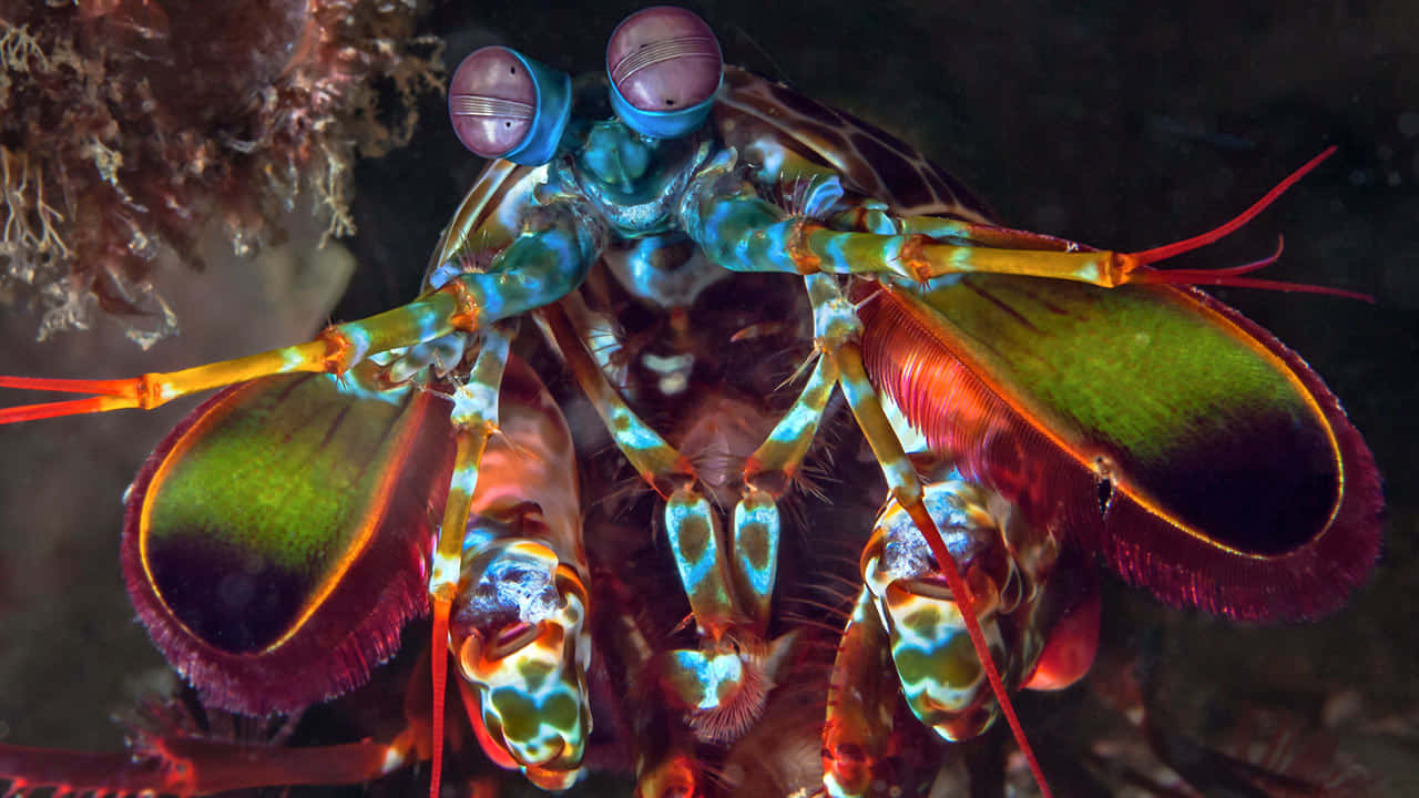 Vibrant Peacock Mantis Shrimp Wallpaper