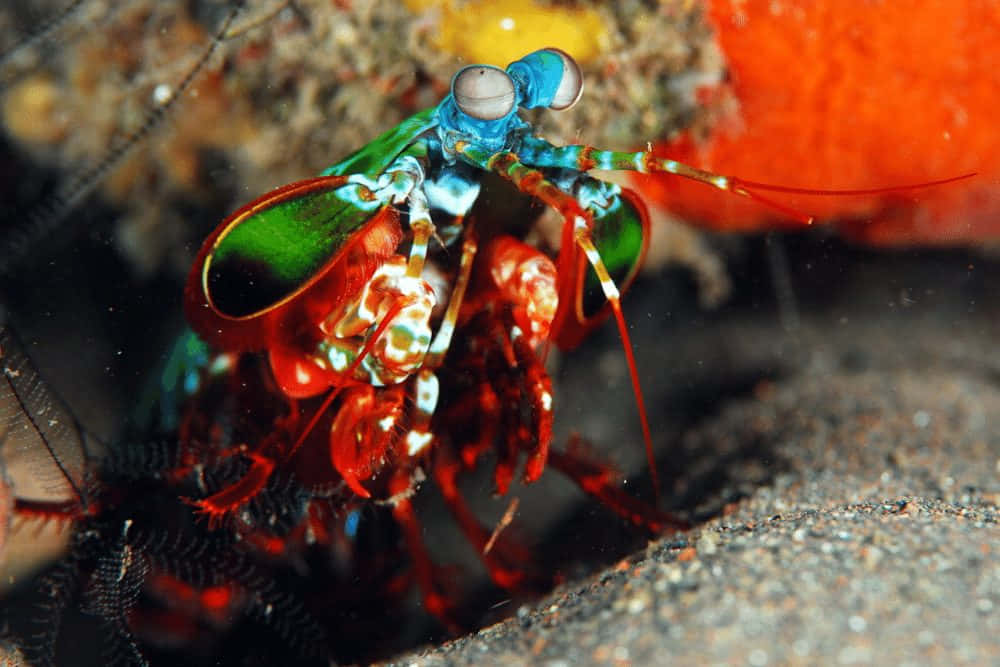 Vibrant Peacock Mantis Shrimp Wallpaper