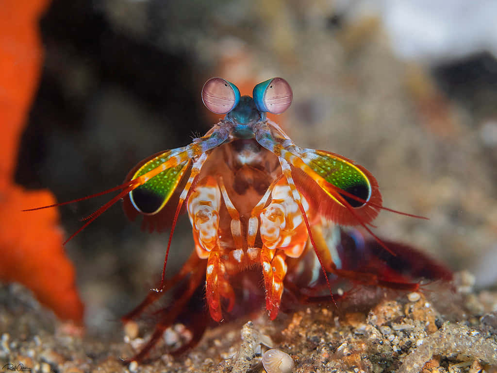 Vibrant Peacock Mantis Shrimp Wallpaper