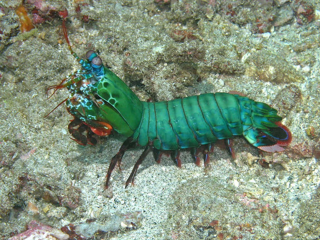 Vibrant Peacock Mantis Shrimp In Its Natural Habitat Wallpaper