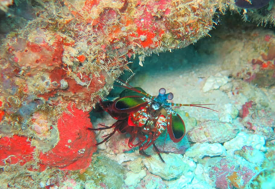 Vibrant Peacock Mantis Shrimp In Its Natural Habitat Wallpaper