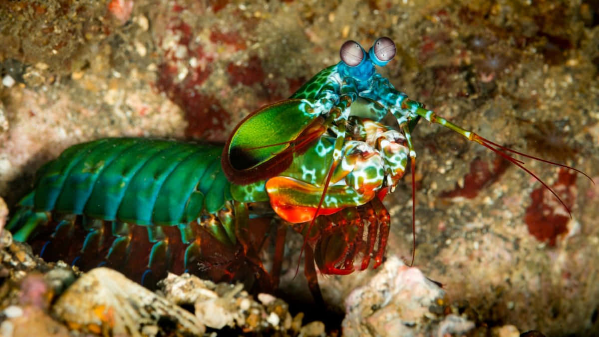 Vibrant Peacock Mantis Shrimp In Its Natural Habitat Wallpaper