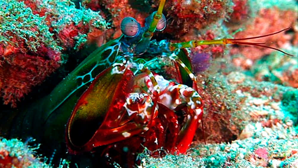 Vibrant Peacock Mantis Shrimp Wallpaper