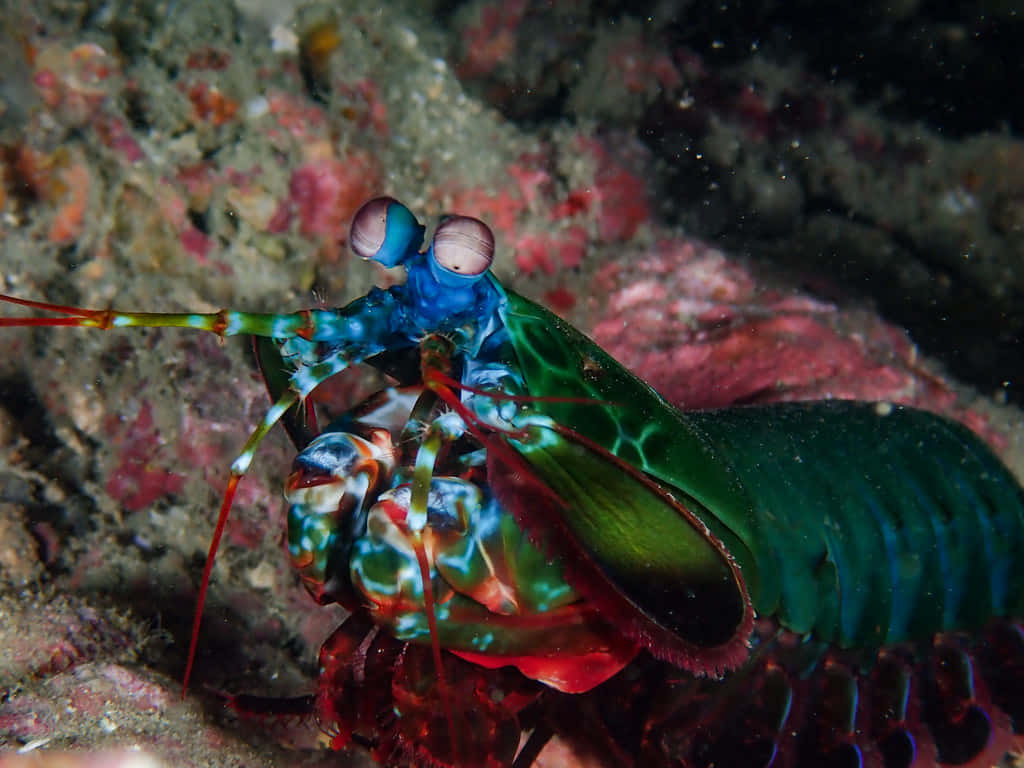 Vibrant Peacock Mantis Shrimp Wallpaper