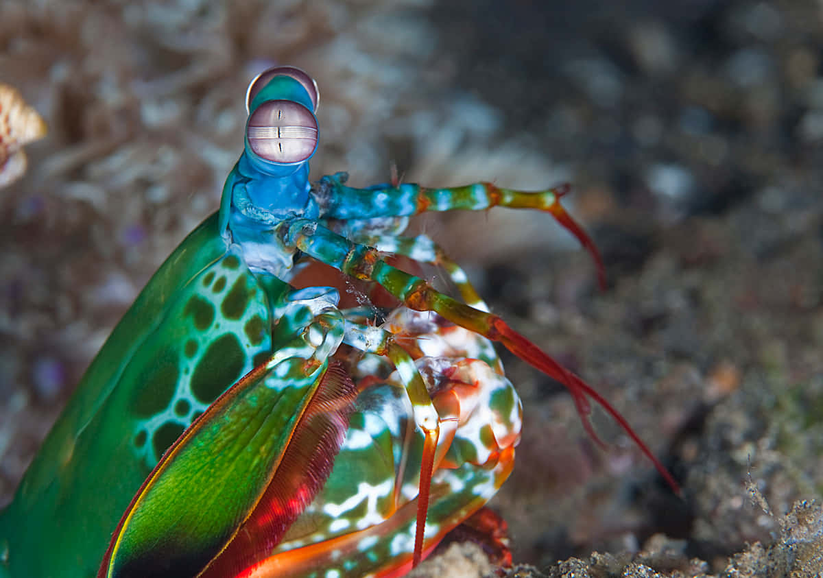 Vibrant Peacock Mantis Shrimp Wallpaper