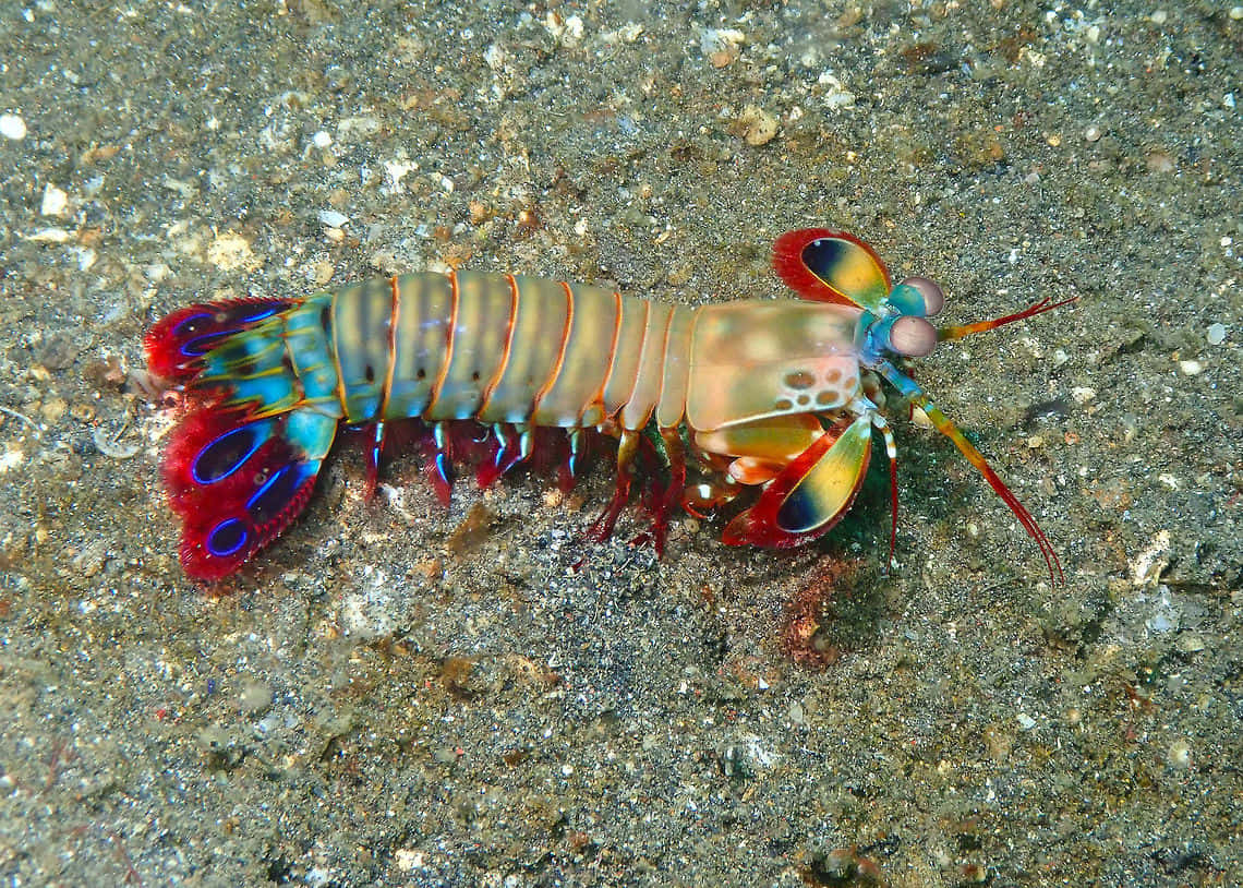 Vibrant Peacock Mantis Shrimp Wallpaper