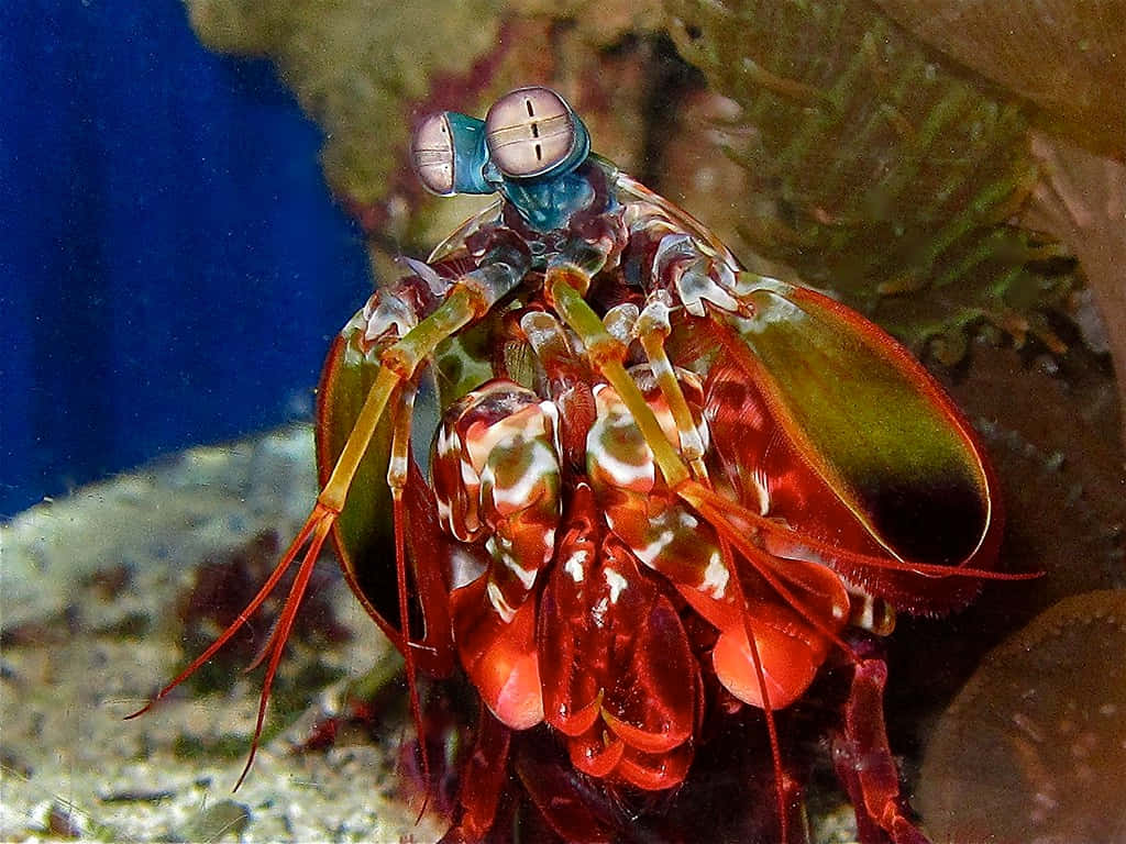 Vibrant Peacock Mantis Shrimp Wallpaper