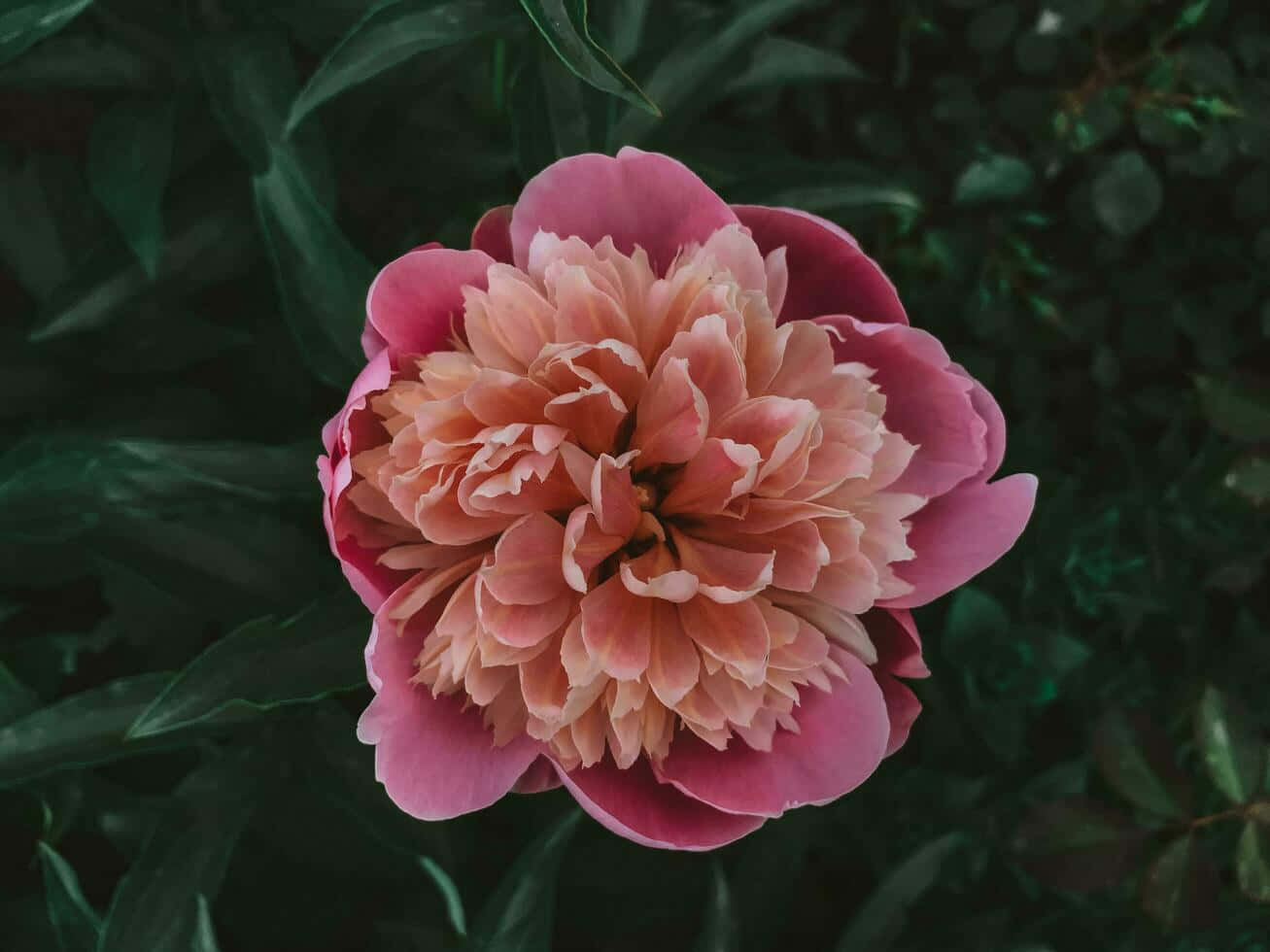 Vibrant Peony Bloom Dark Background.jpg Wallpaper