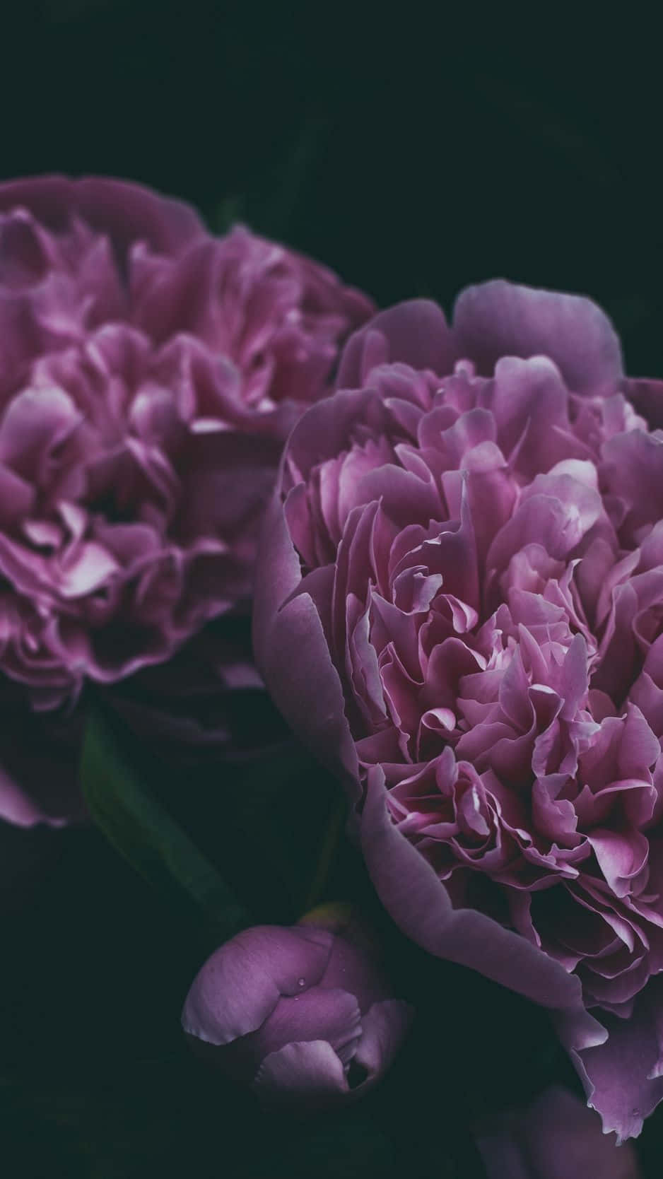 Vibrant Peony Blossoms For Your Iphone Wallpaper