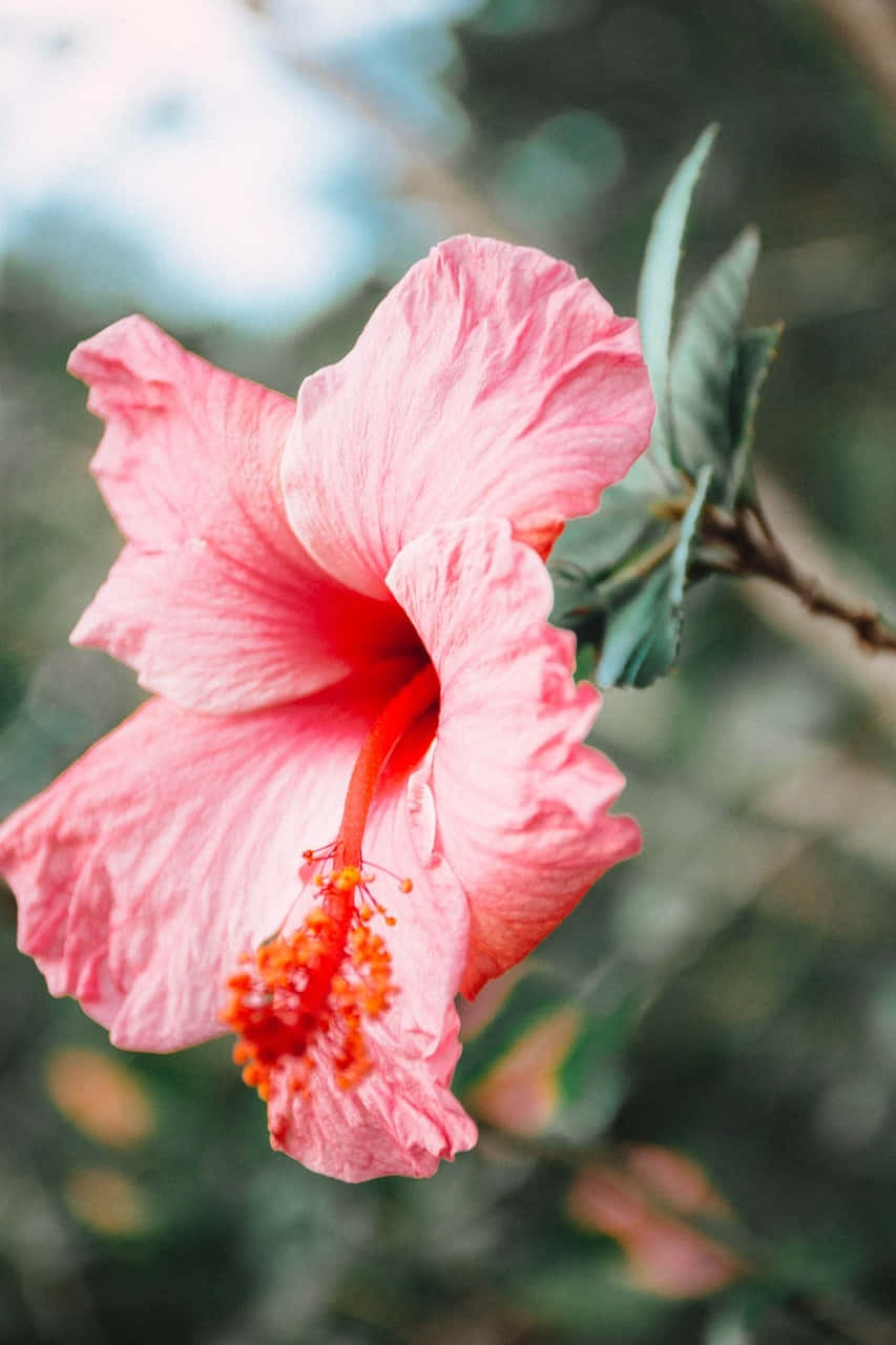 Vibrant Pink Hibiscus Bloom Wallpaper