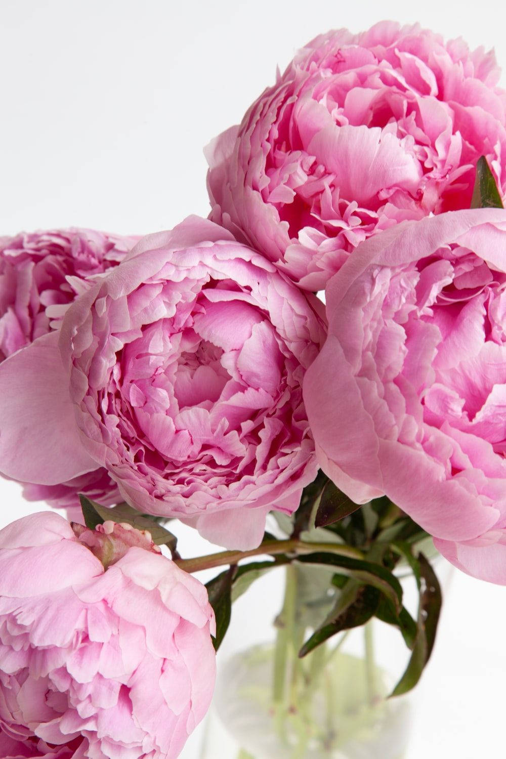 Vibrant Pink Peony Blooming Beautifully Wallpaper