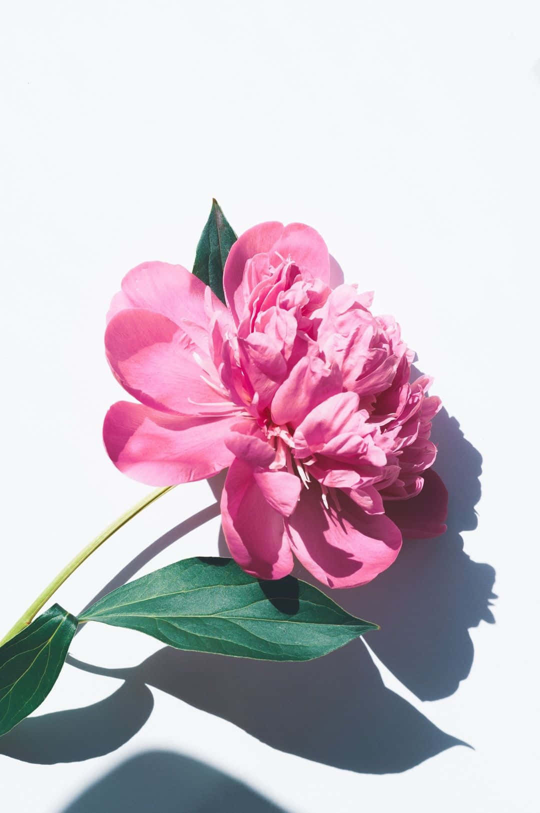 Vibrant Pink Peony Shadow Aesthetic.jpg Wallpaper