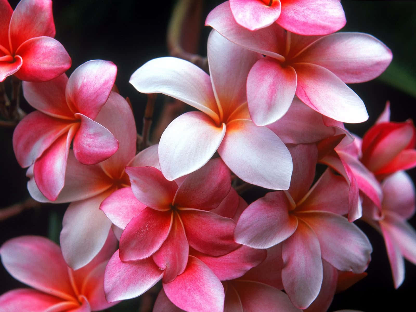 Vibrant_ Pink_ Pluemeria_ Blossoms Wallpaper