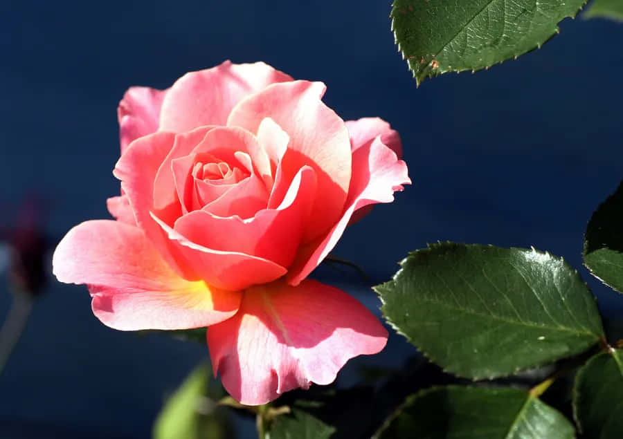 Vibrant Pink Rose Blue Background Wallpaper