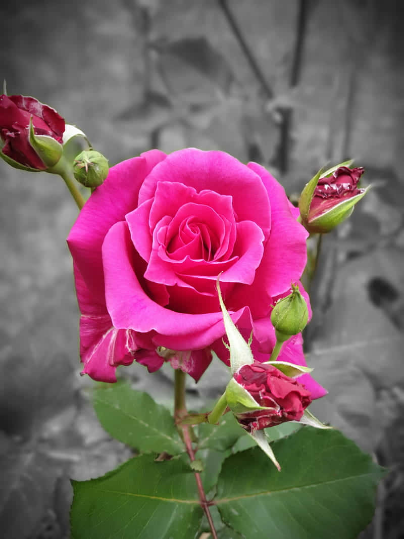 Vibrant_ Pink_ Rose_ Grey_ Background.jpg Wallpaper