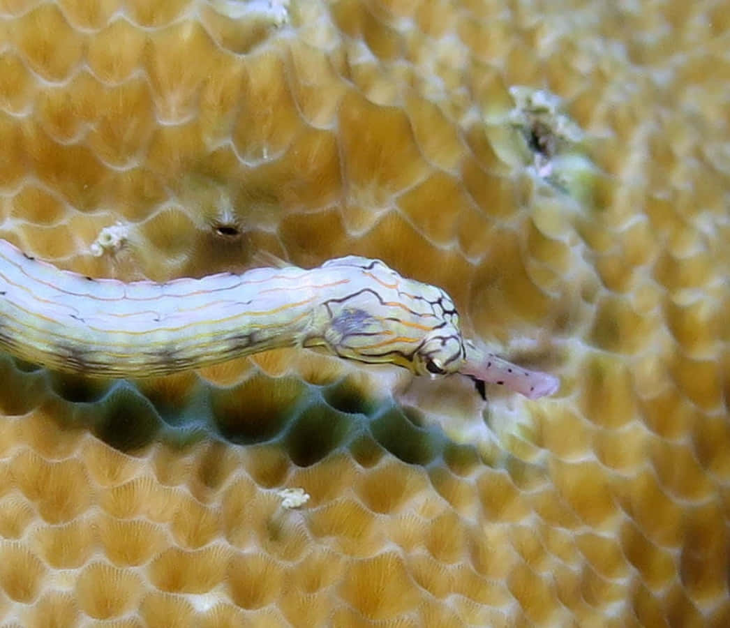 Vibrant Pipefish Gliding Through Ocean Depths Wallpaper