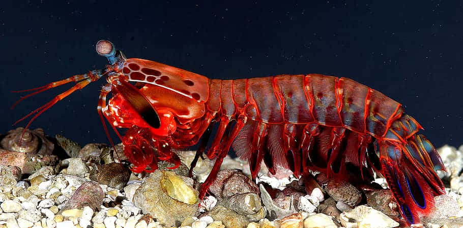 Vibrant Pistol Shrimp On Gravel Wallpaper