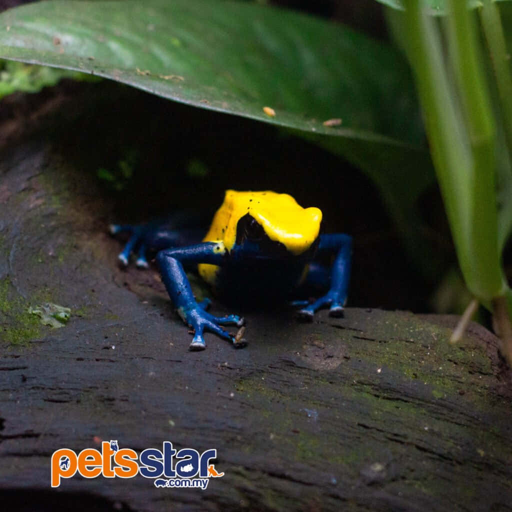 Vibrant Poison Dart Frog Wallpaper