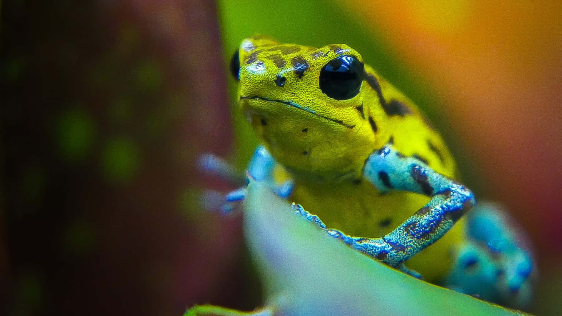 Vibrant Poison Dart Frog Wallpaper