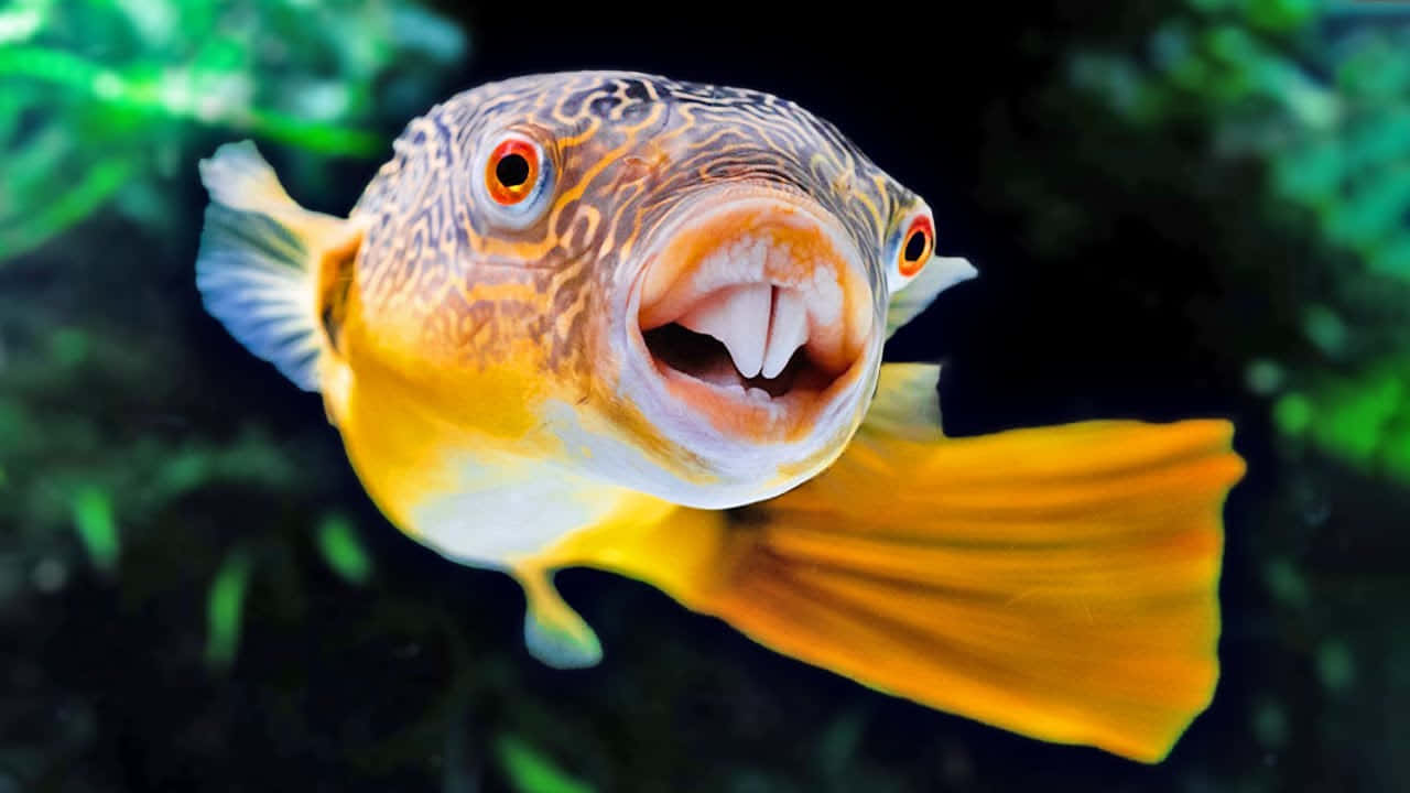 Vibrant Puffer Fish Portrait Wallpaper