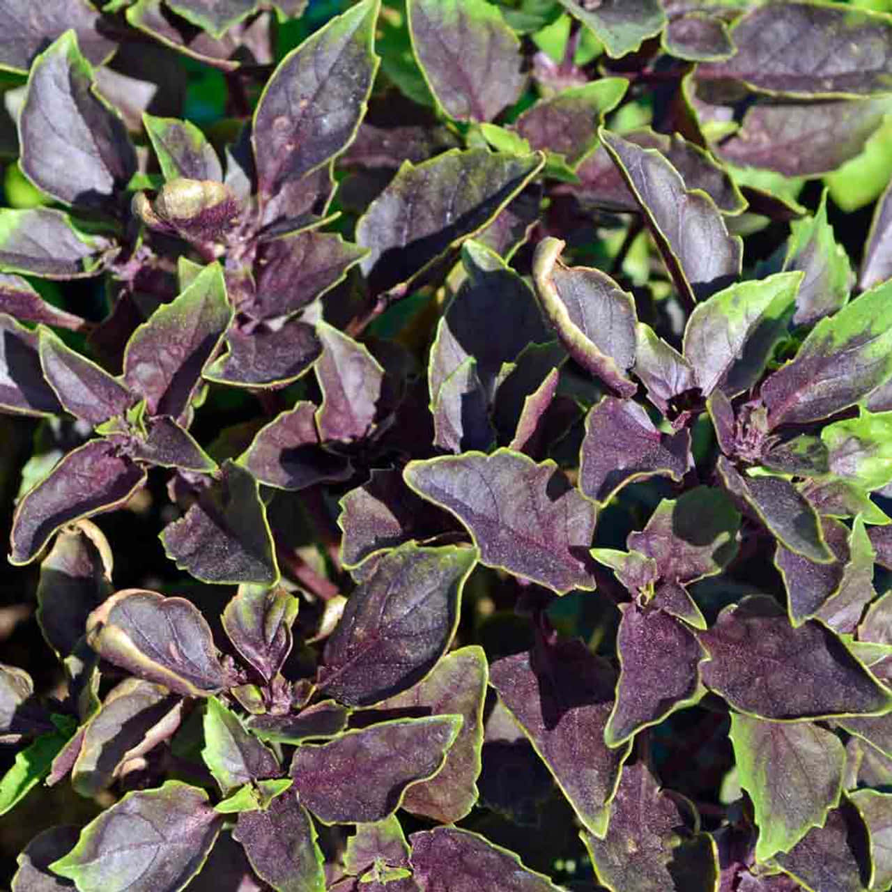 Vibrant Purple Basil In Full Bloom Wallpaper