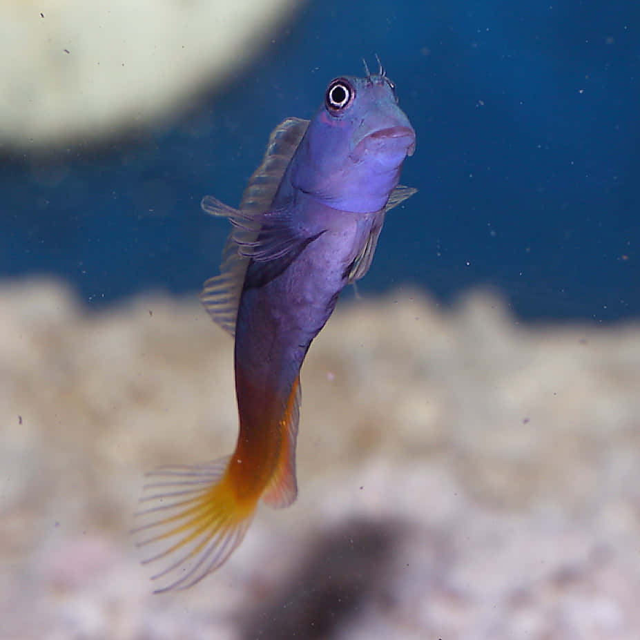 Vibrant Purple Blenny Fish Wallpaper