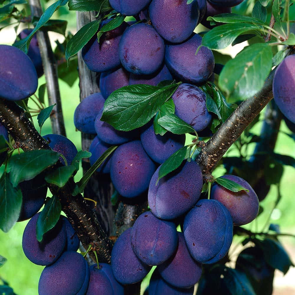 Vibrant Purple Plums On Wooden Background Wallpaper