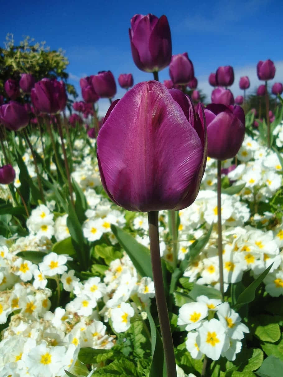 Vibrant Purple Tulips Under Blue Sky Wallpaper