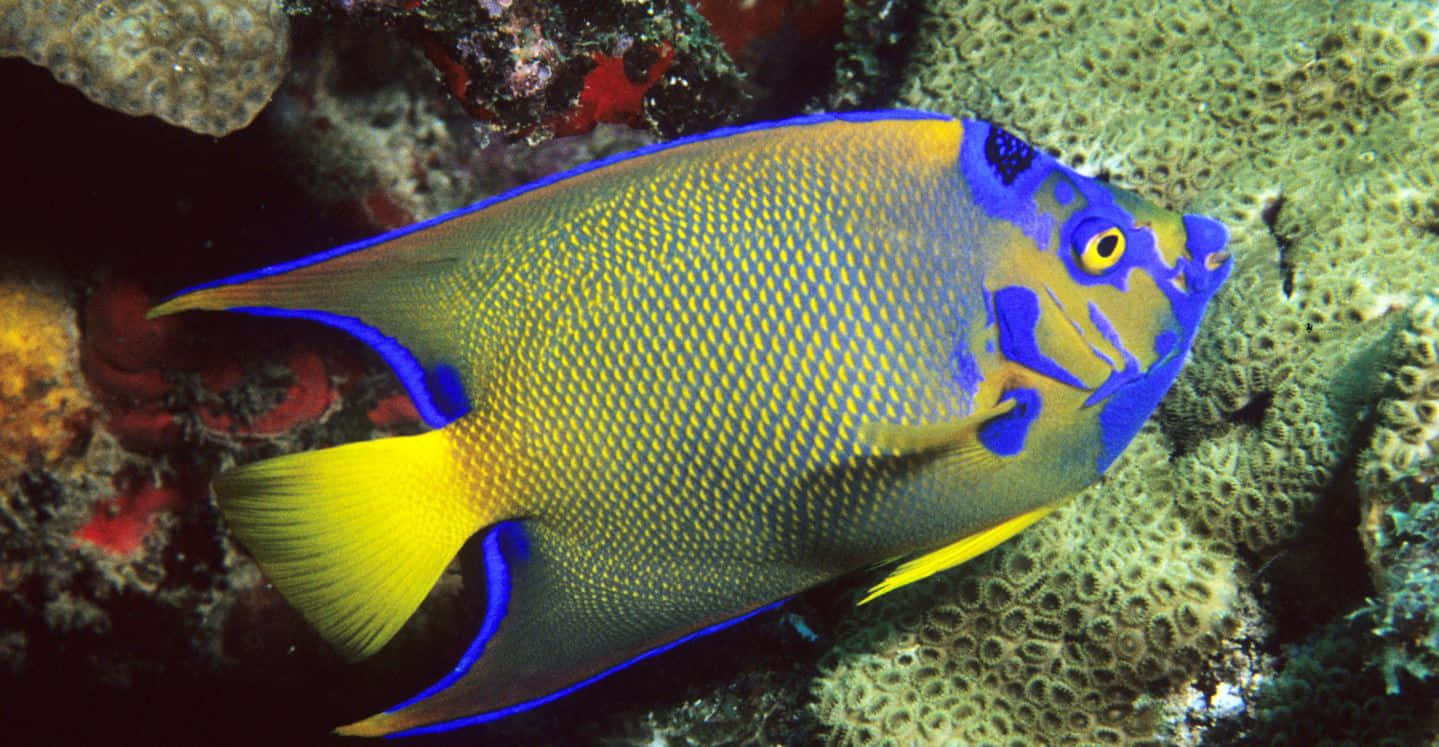 Vibrant Queen Angelfish Underwater Wallpaper