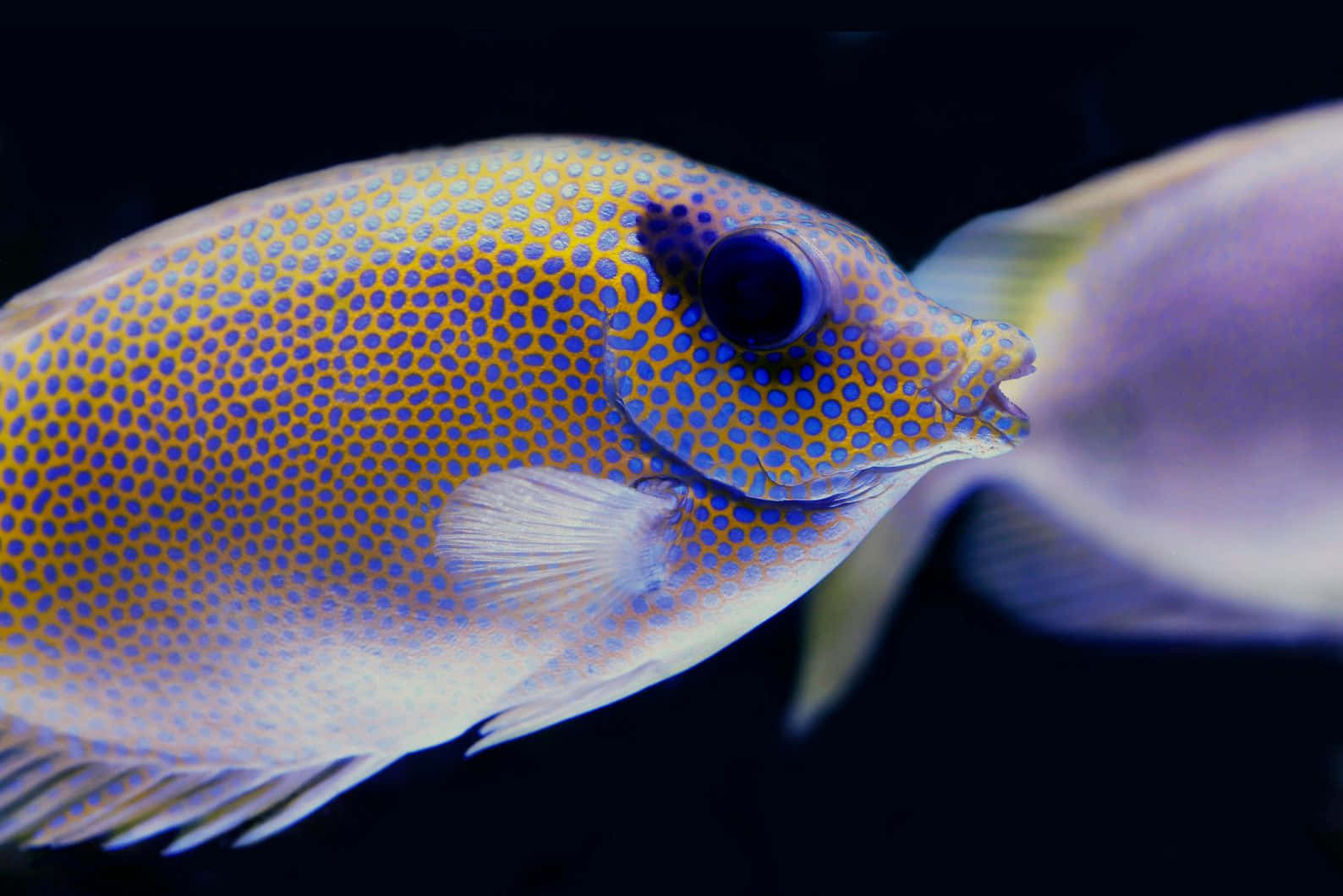 Vibrant Rabbitfish Underwater Wallpaper