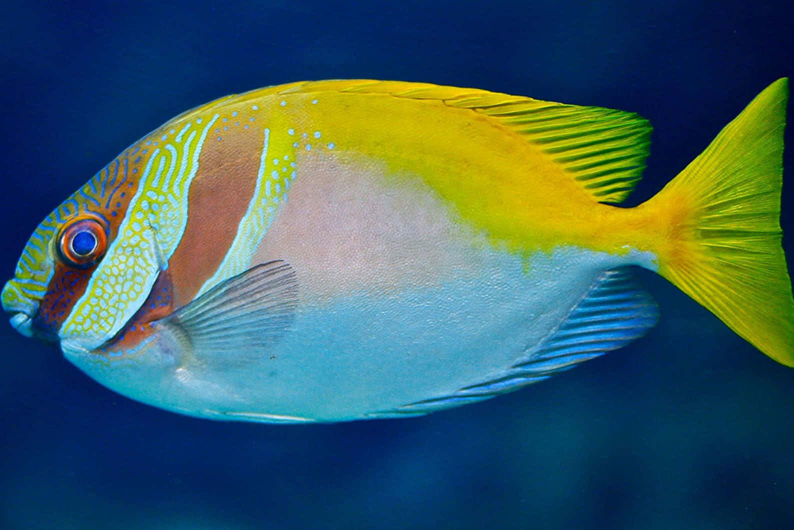 Vibrant Rabbitfish Underwater Wallpaper