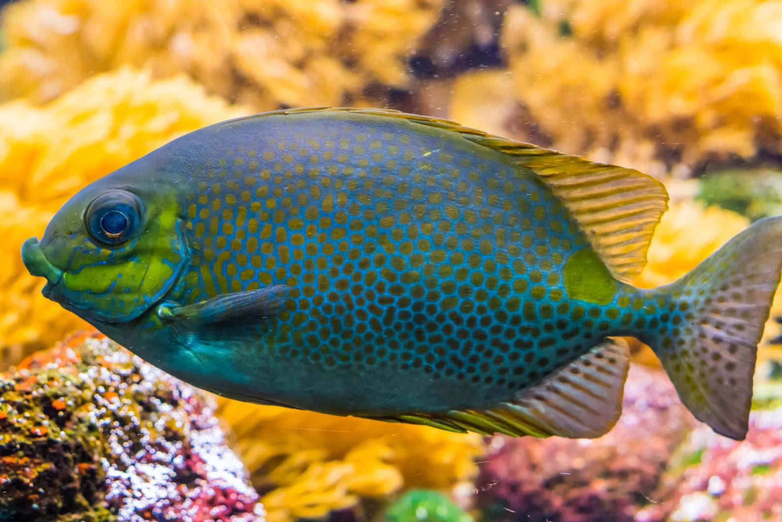 Vibrant Rabbitfish Underwater Wallpaper