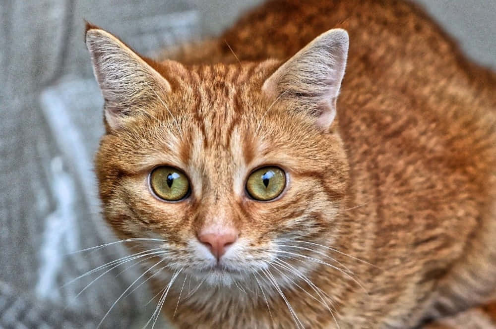 Vibrant Red Cat Lounging Gracefully Wallpaper