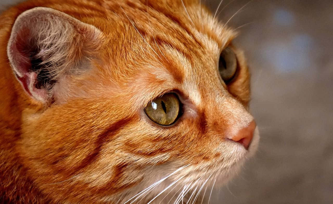 Vibrant Red Cat With Striking Eyes Wallpaper