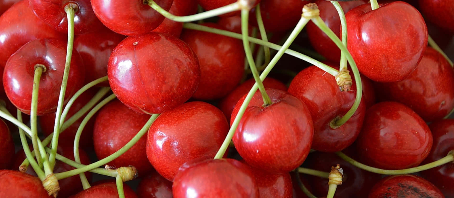 Vibrant Red Cherries On A Branch Wallpaper