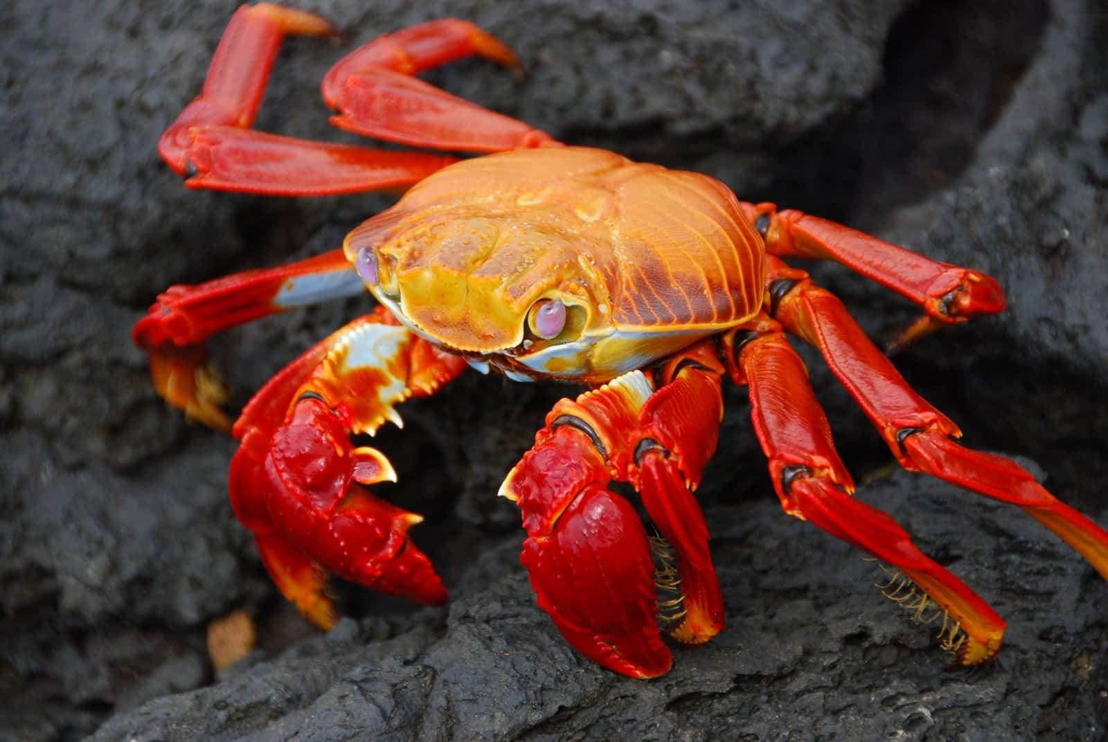 Vibrant_ Red_ Crab_on_ Rocks.jpg Wallpaper