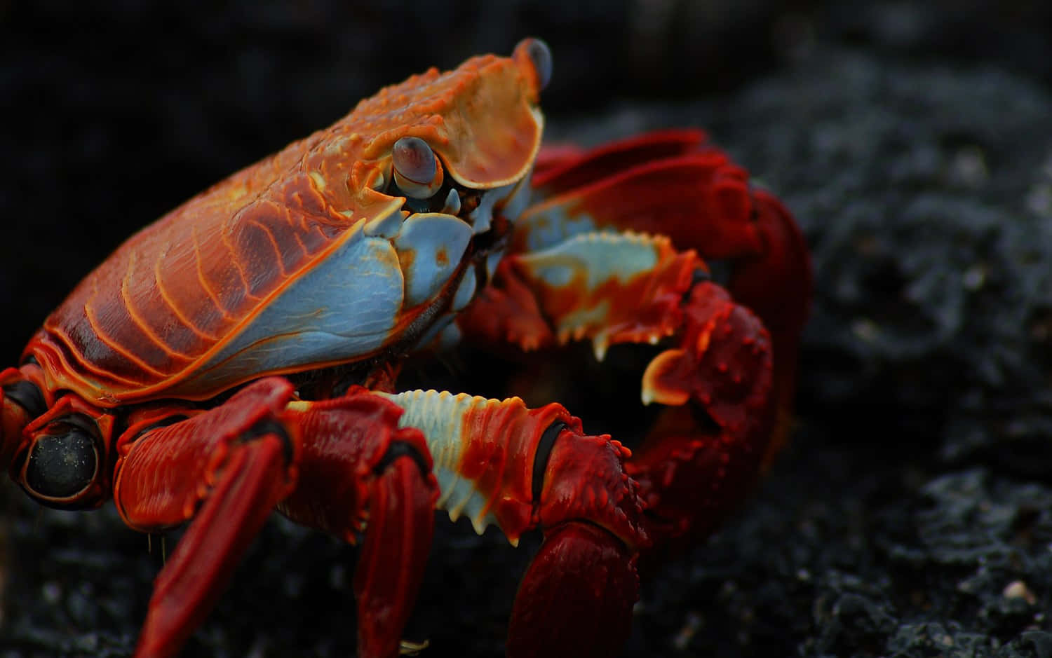 Vibrant_ Red_ Crab_on_ Rocks.jpg Wallpaper