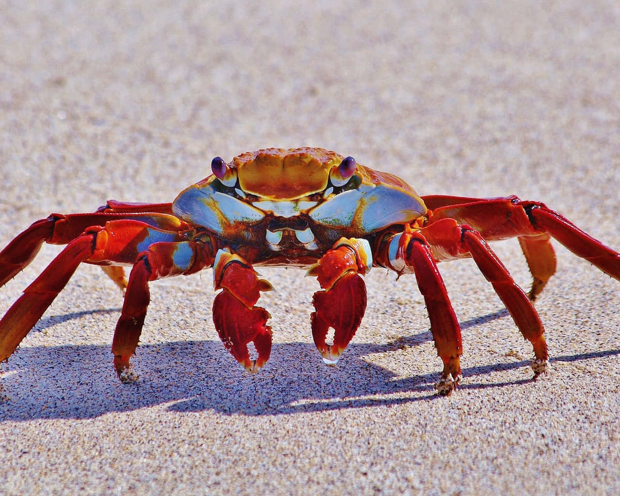 Vibrant Red Crabon Sand Wallpaper