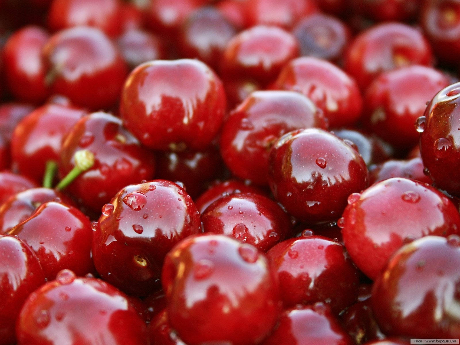 Vibrant Red Cranberries In The Wild Wallpaper