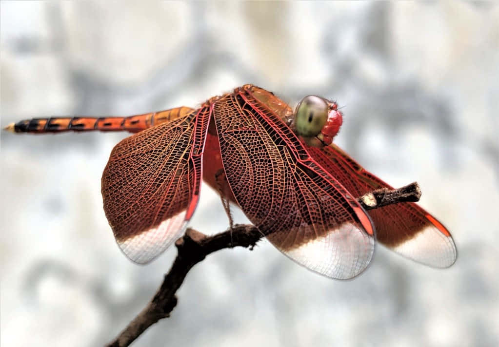 Vibrant Red Dragonfly Perched On A Twig Wallpaper