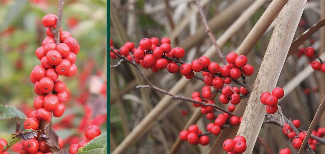 Vibrant Red Fruit Closeup Wallpaper