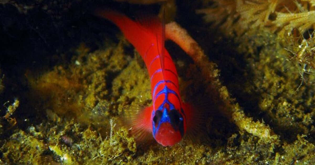 Vibrant Red Goby Underwater Wallpaper