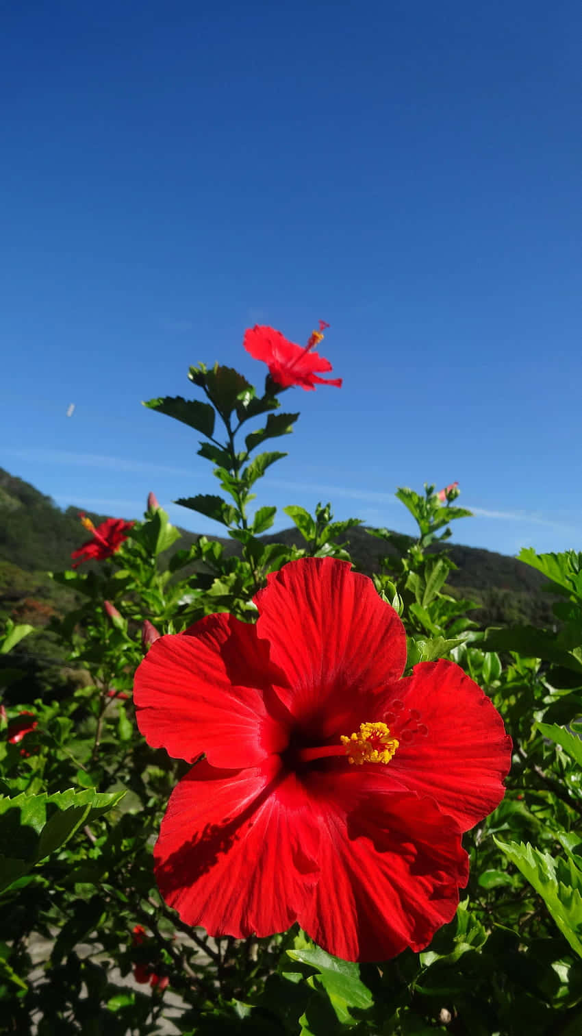 Vibrant_ Red_ Hibiscus_ Under_ Blue_ Sky.jpg Wallpaper