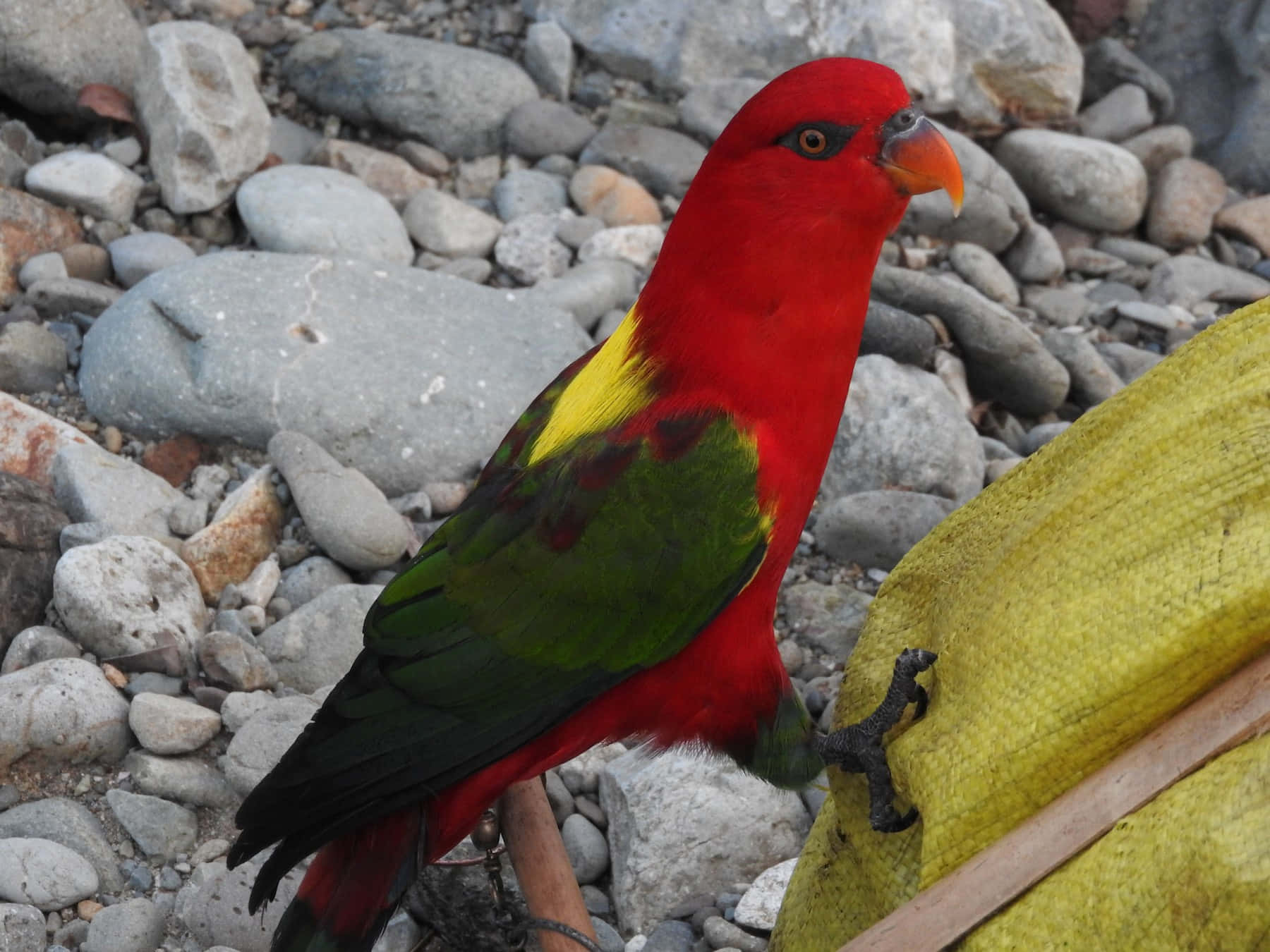 Vibrant Red Lory On Rocks.jpg Wallpaper