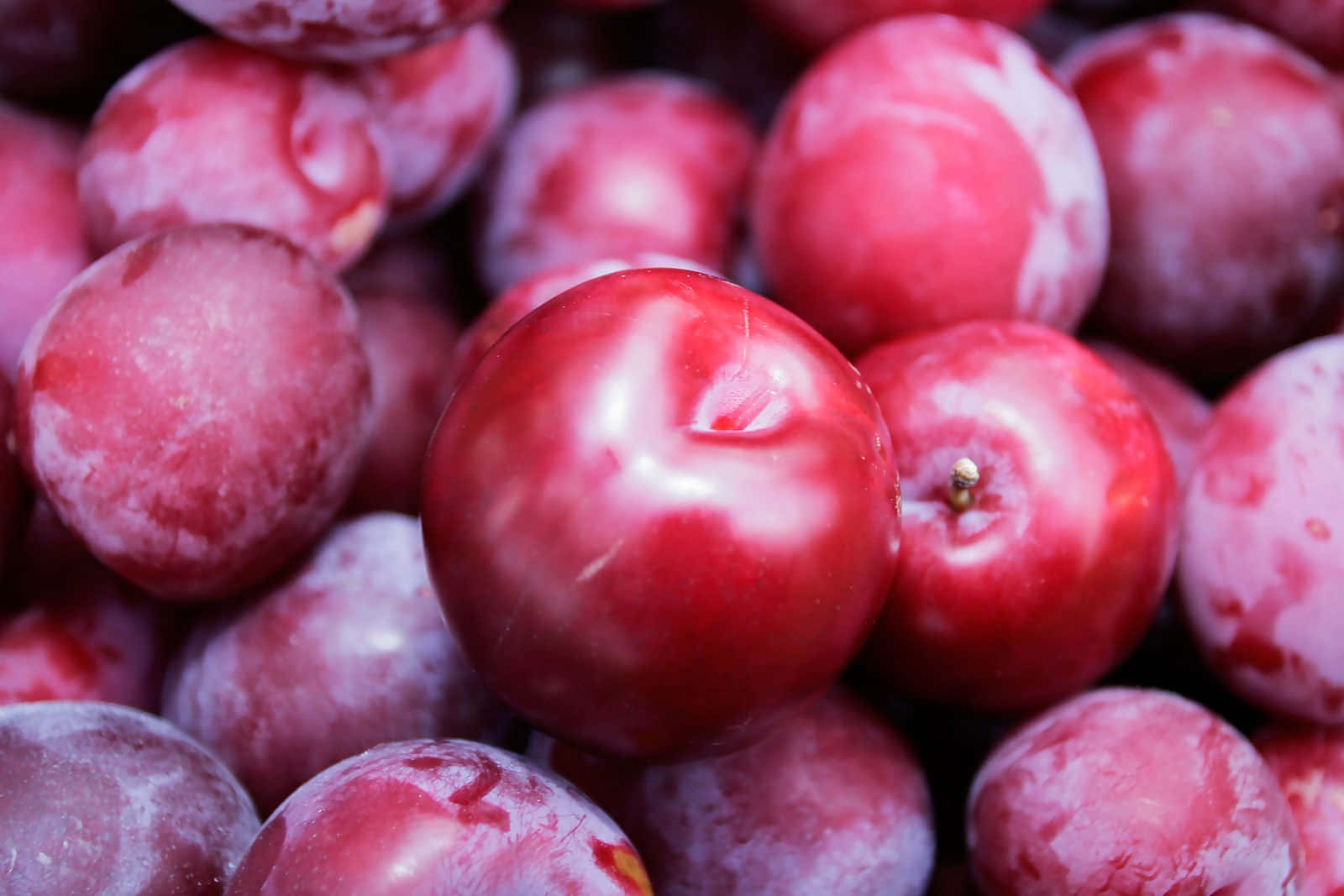 Vibrant Red Plum On A Branch Wallpaper