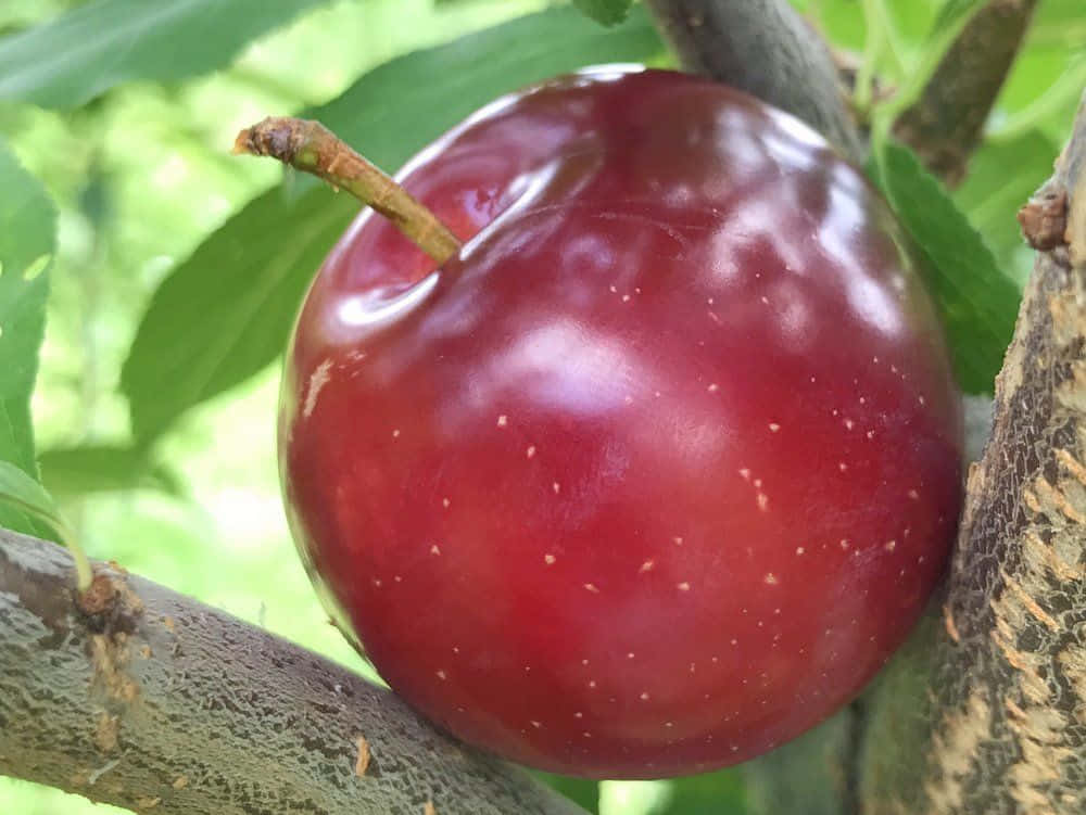 Vibrant Red Plum On A Branch Wallpaper