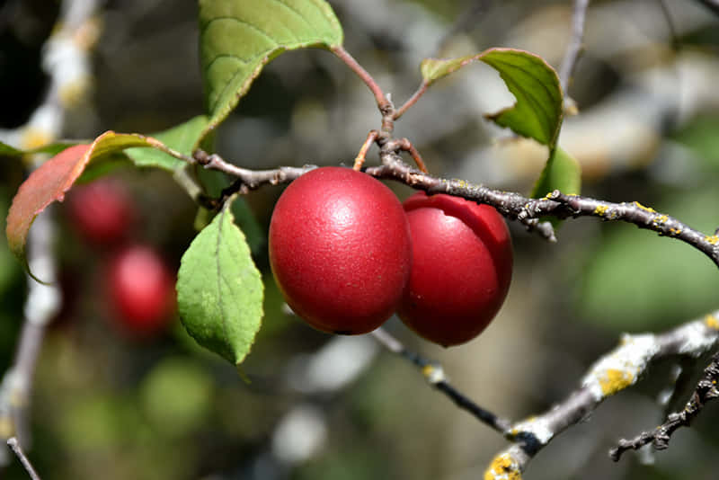 Vibrant Red Plum On A Branch Wallpaper