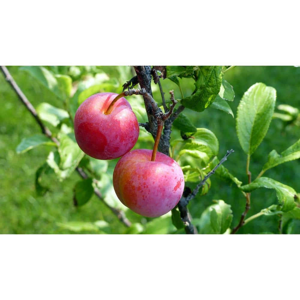 Vibrant Red Plum On Branch Wallpaper